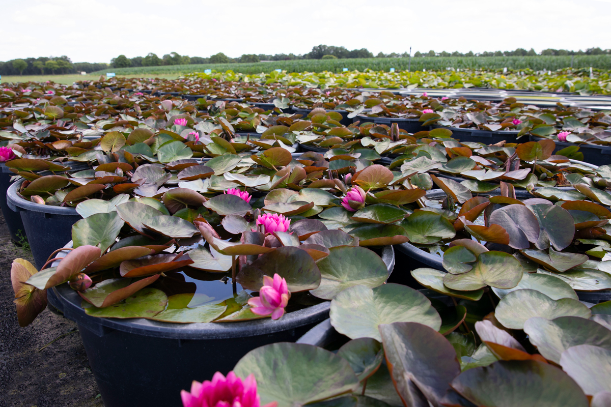 Waterplanten